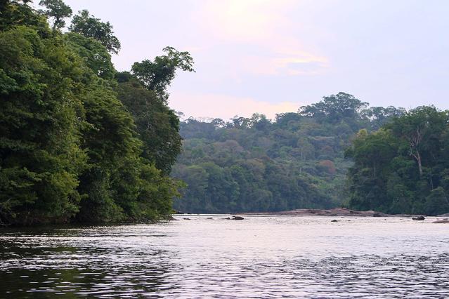 Amapá National Forest